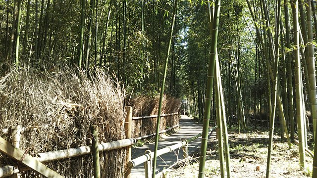 嵐山竹林の小径