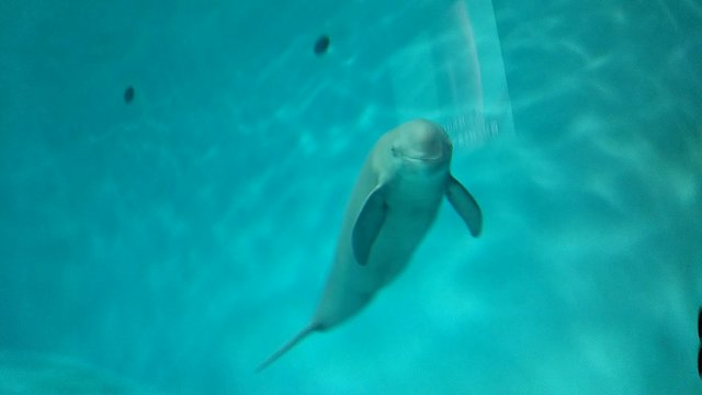 宮島水族館　スナメリ